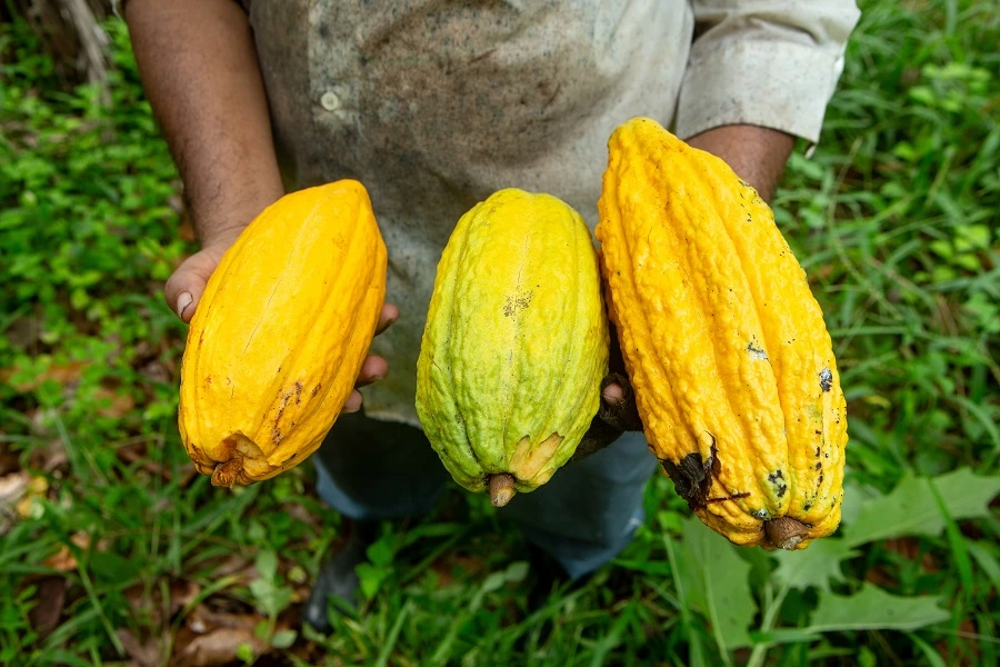farmer hands holding cacao fruits